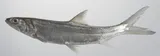 Hawaiian Ladyfish, photographed in Bataan