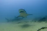 Bull Shark, photographed in Baja California Sur
