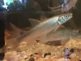 Flathead Chub, photographed in Alberta