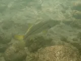 Common Snook, photographed in Le Marin