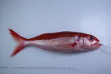 Ruby Snapper, photographed in Hawaii