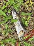 Rainbow Smelt, photographed in Nova Scotia
