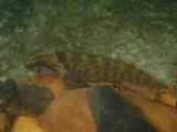 Greenbreast Darter, photographed in Alabama