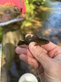Greenfin Darter, photographed in North Carolina