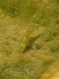 Speckled Killifish, photographed in North Carolina