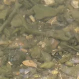 Ozark Logperch, photographed in Kansas