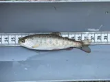 Apache Trout, photographed in Zilina