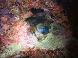 Spotted Boxfish, photographed in Taiwan