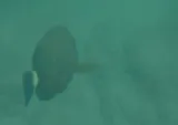 Ringtail Surgeonfish, photographed in Hawaii