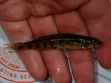 Shield Darter, photographed in New Jersey