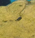 Devil's Hole Pupfish, photographed in Nevada
