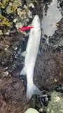 Dolly Varden, photographed in Alaska
