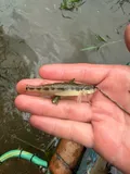 Blackside Darter, photographed in Ohio