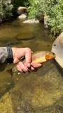 Golden Trout, photographed in California