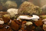 Saffron Darter, photographed in Tennessee