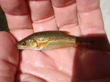 Sonora Chub, photographed in Arizona