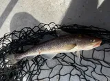 Greenland Cod, photographed in British Columbia