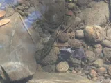 Akupa Sleeper, photographed in Hawaii
