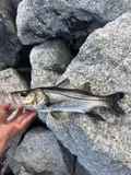 Fat Snook, photographed in Florida