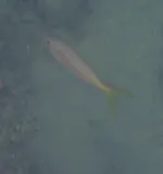Yellowtail Snapper, photographed in Monte Cristi