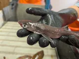 Spiny Dogfish