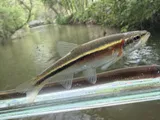 Redside Dace, photographed in Ohio