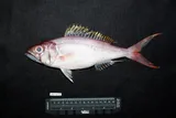 Ironjaw, photographed in Maluku
