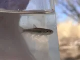 Southern Leatherside Chub, photographed in Utah