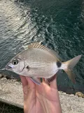 Spottail Pinfish, photographed in Florida