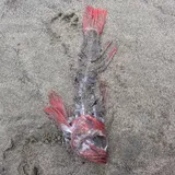 Vermilion Rockfish, photographed in California