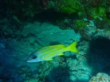 Common Bluestripe Snapper, photographed in Eastern