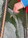 Arctic Grayling, photographed in Northwest Territories