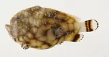 Pygmy Frogfish, photographed in Austral Islands