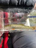 Cutthroat Trout, photographed in British Columbia