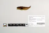 Reticulate Sculpin, photographed in Oregon