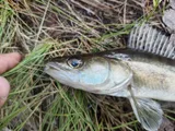 Zander, photographed in Chelyabinsk
