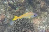 Common Bluestripe Snapper, photographed in Western