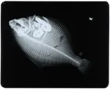 Smooth Flounder, photographed in Newfoundland and Labrador