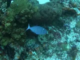 Sargassum Triggerfish, photographed in Quintana Roo