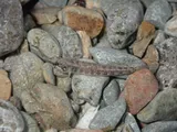 Fountain Darter, photographed in Texas