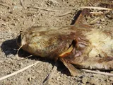Flathead Catfish, photographed in California