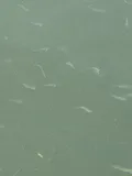 Chum Salmon, photographed in Washington