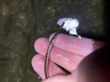 Chain Pipefish, photographed in North Carolina