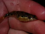 Longfin Darter, photographed in Virginia