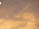 Lepomis solis, photographed in Louisiana