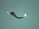 Cosmopolitan Flyingfish, photographed in Hawaii