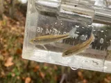 Redside Dace, photographed in Ohio