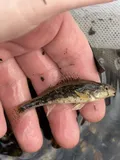 Redband Darter, photographed in Tennessee