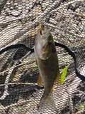 Smallmouth Bass, photographed in Wisconsin