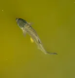 Grass Carp, photographed in Florida